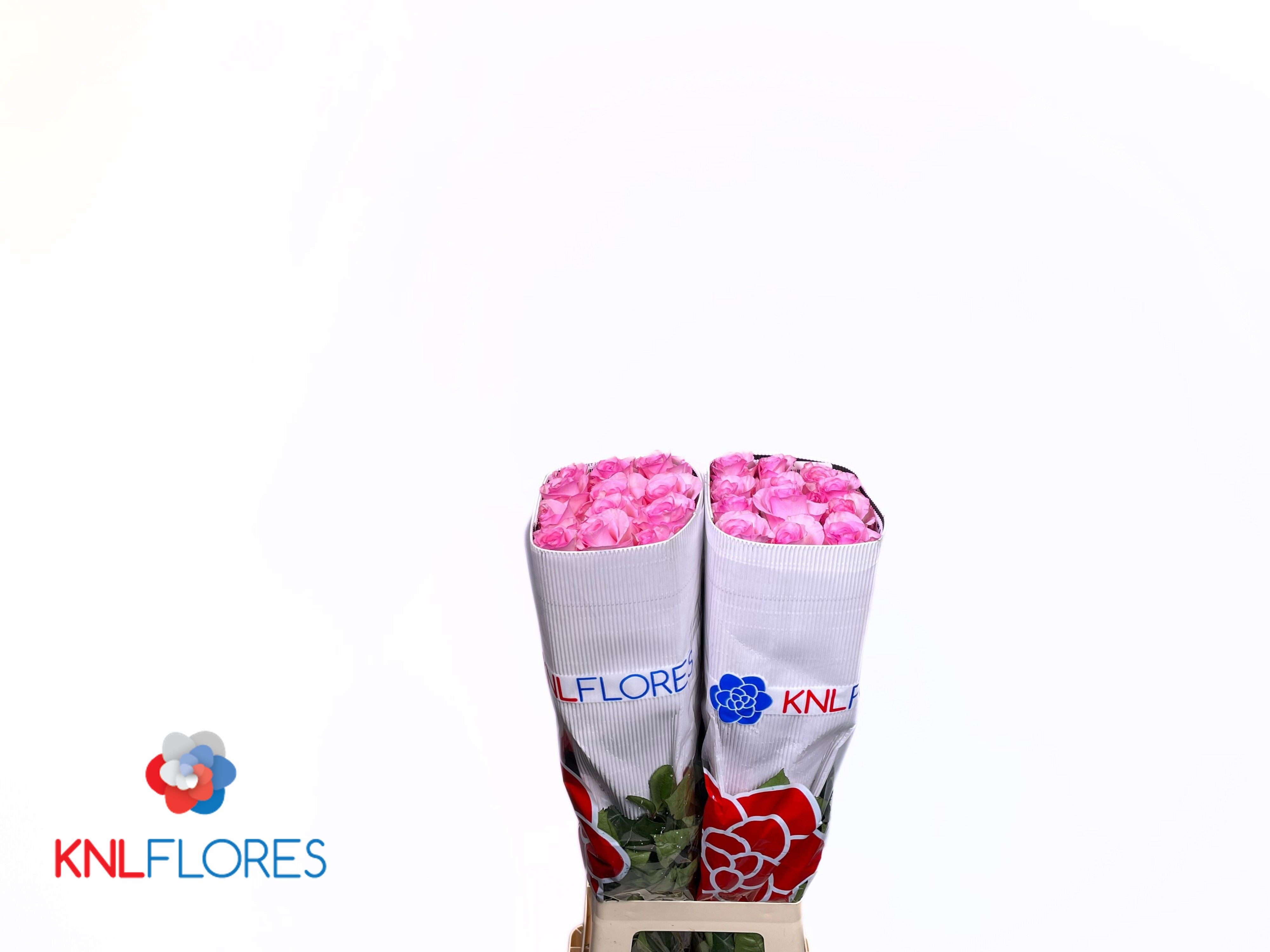 Rosa Jet Set 80cm