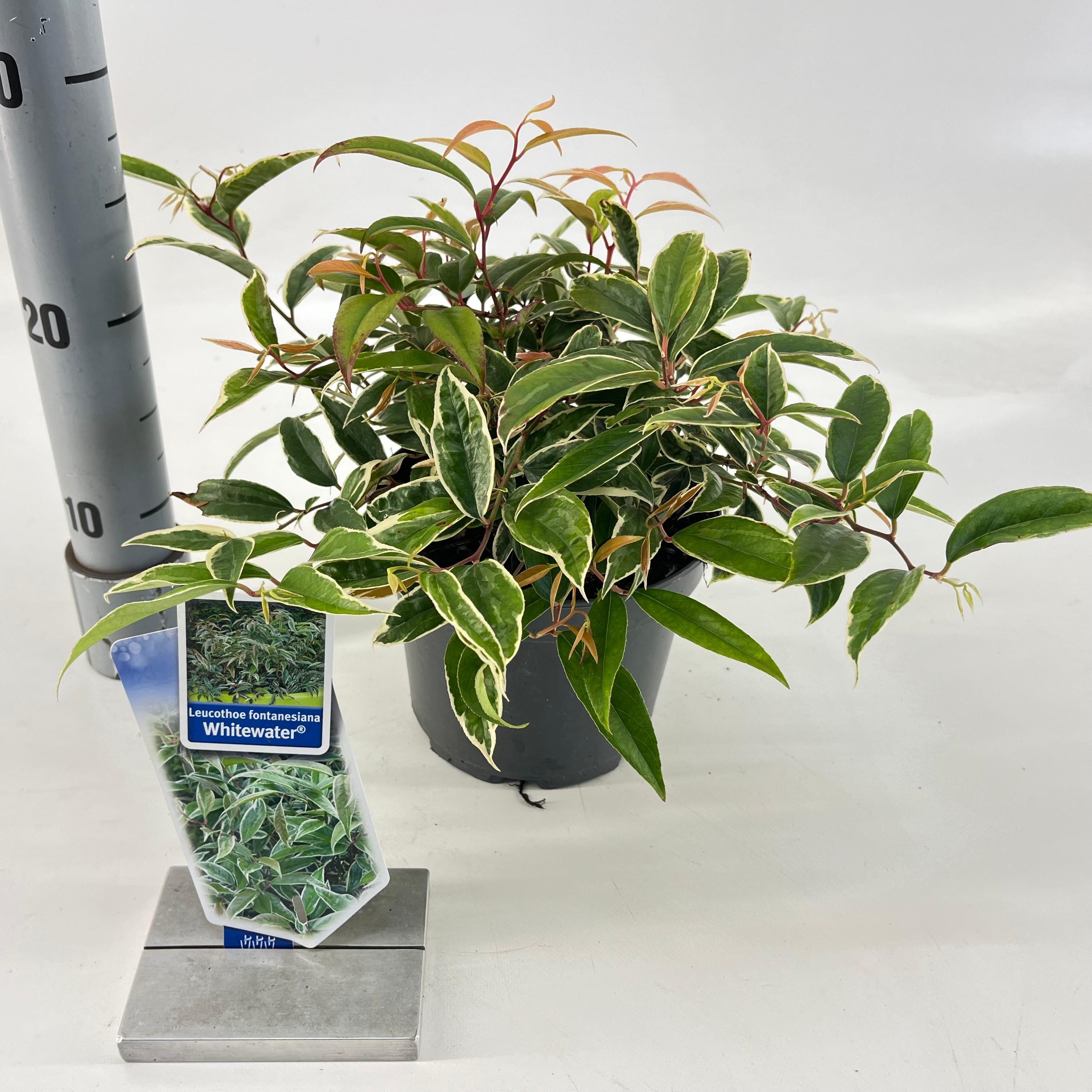 Picture of Leucothoe fontanesiana Whitewater® ('Howw'PBR)