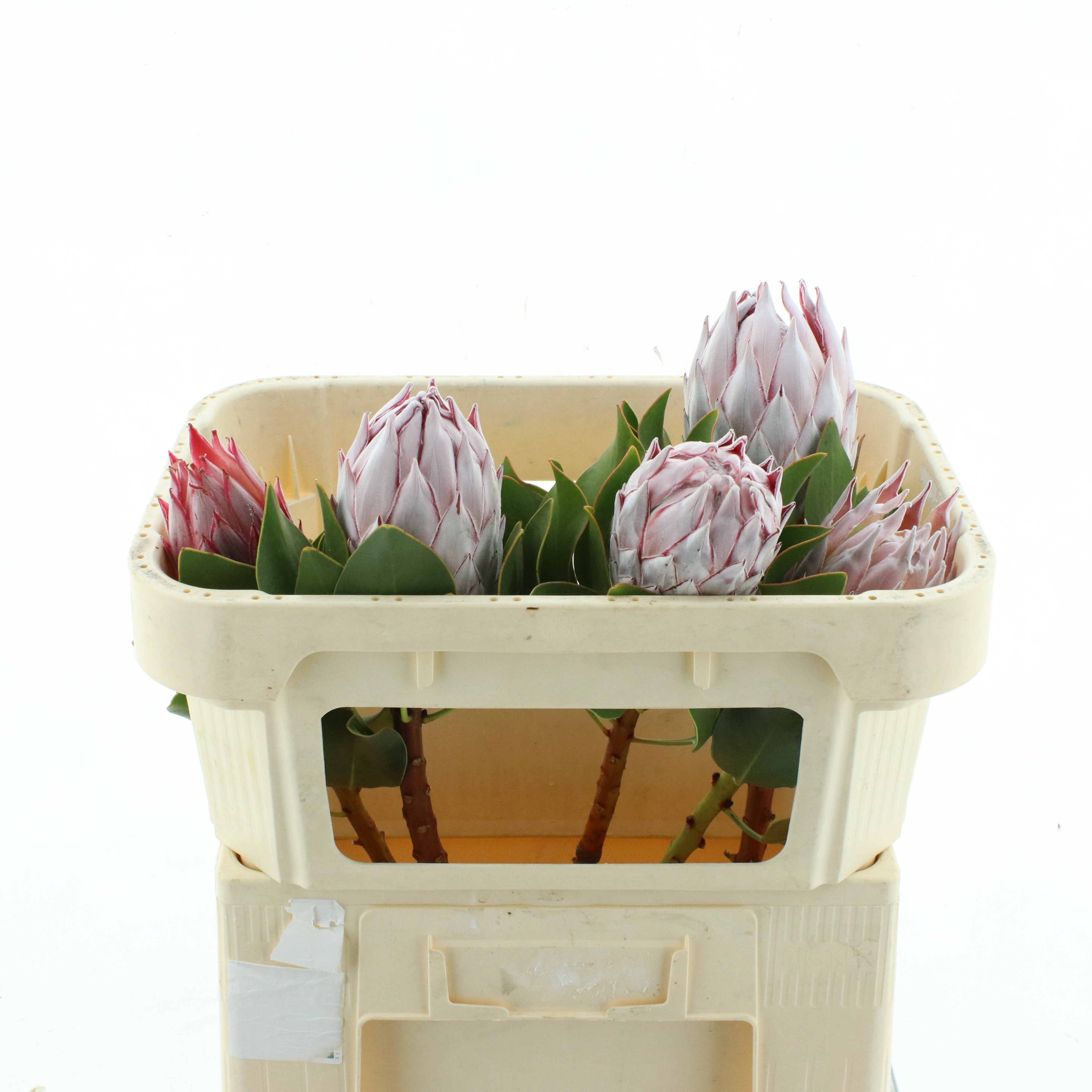 Protea Cynaroides