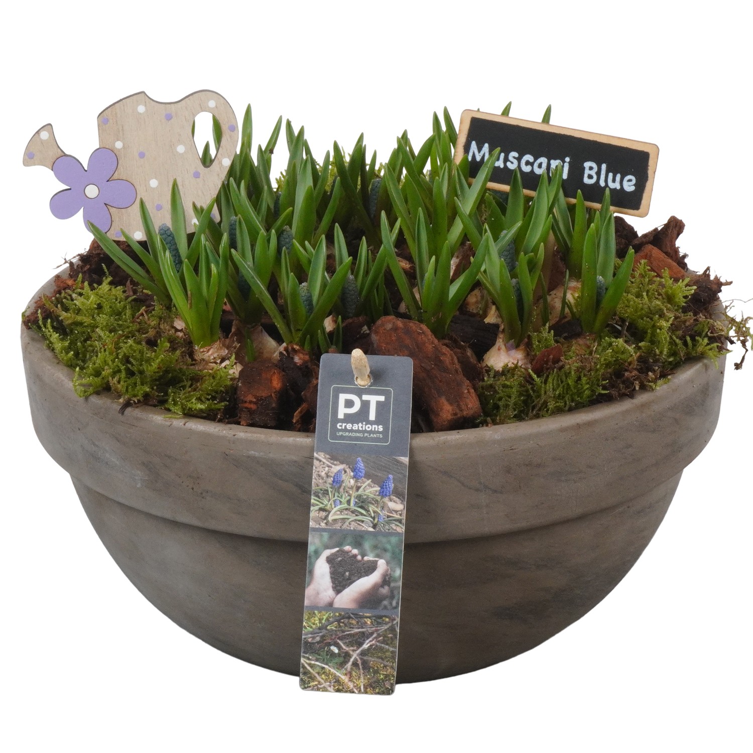 Picture of PTMB1066 Arrangement Muscari in terracotta bowl P26 21CM (LOOSE)