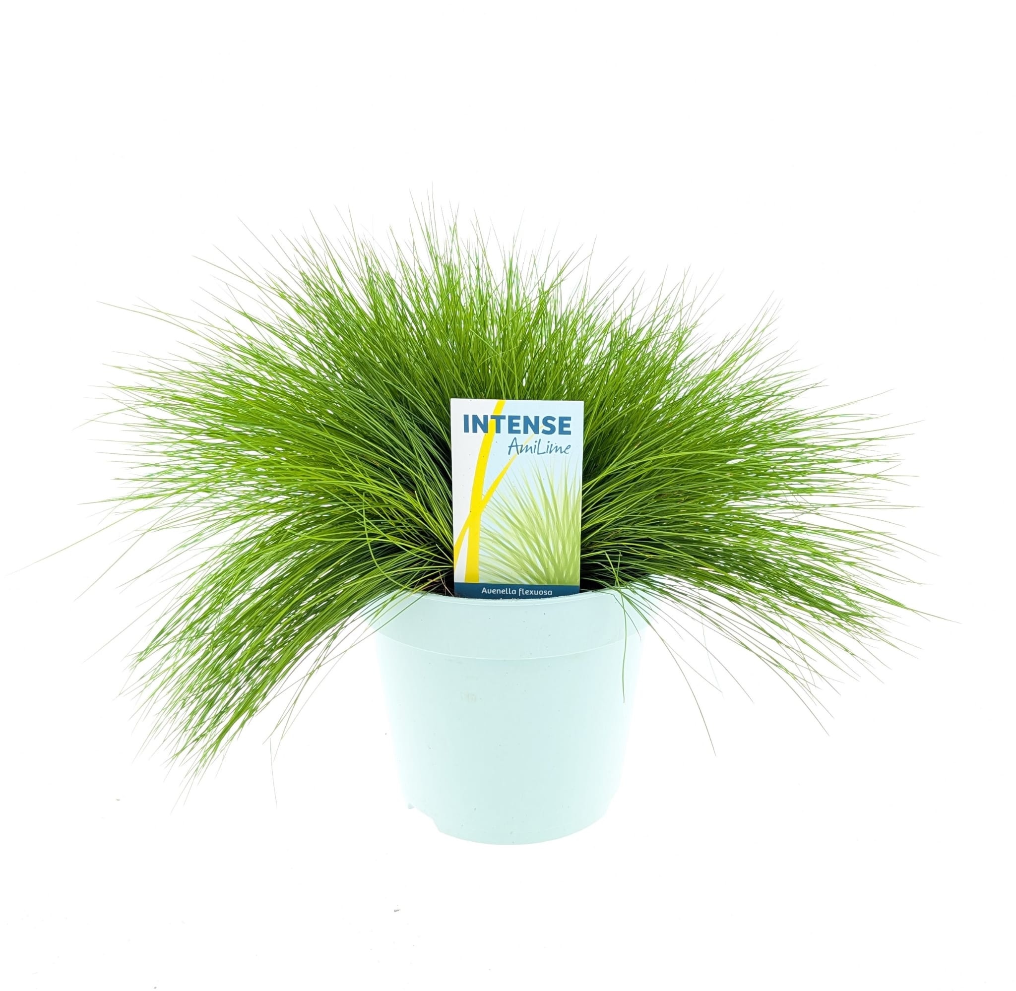 Picture of Deschampsia flexuosa AmiLime®
