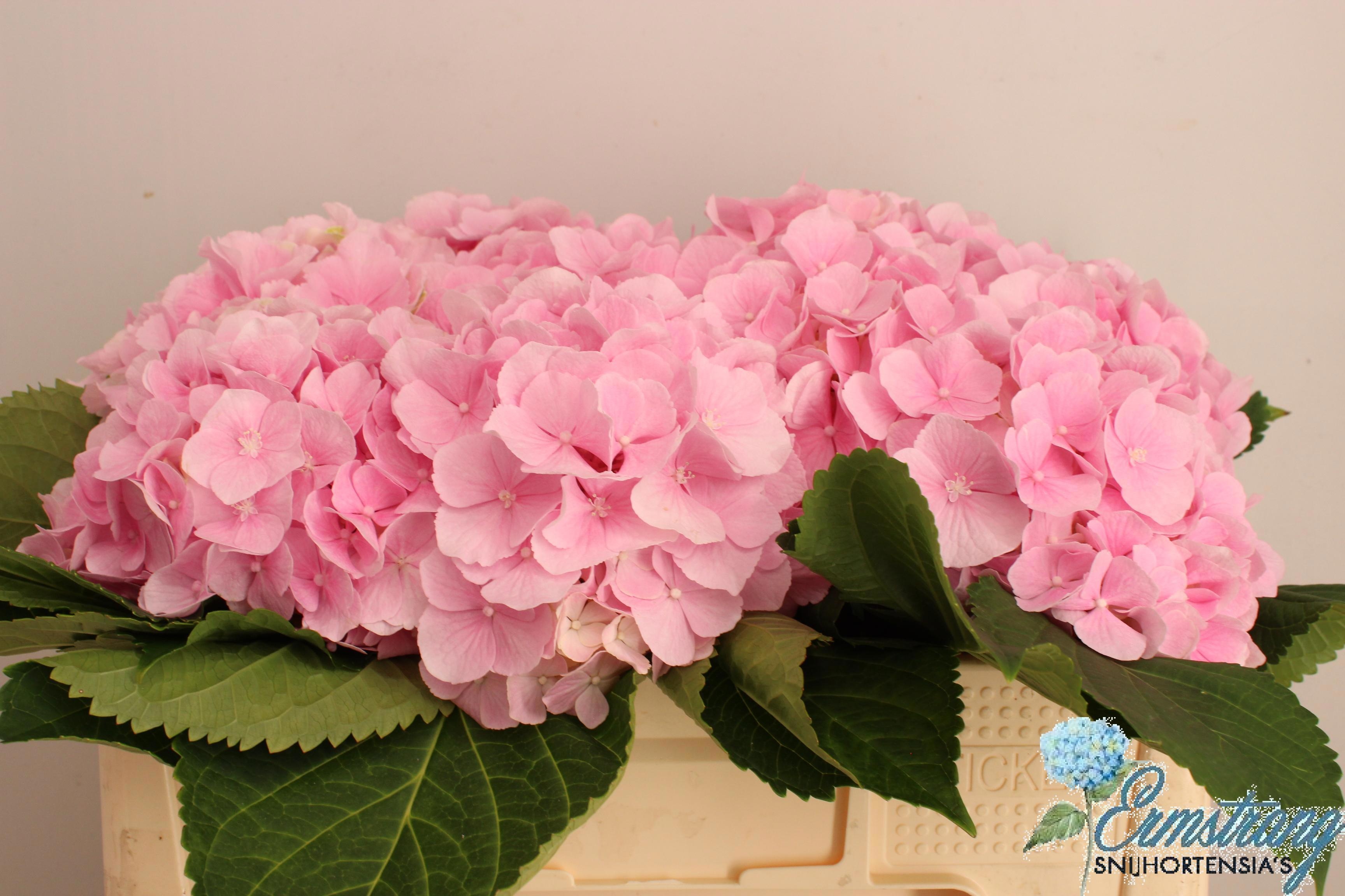Hydrangea Verena Pink 50cm 16Ø