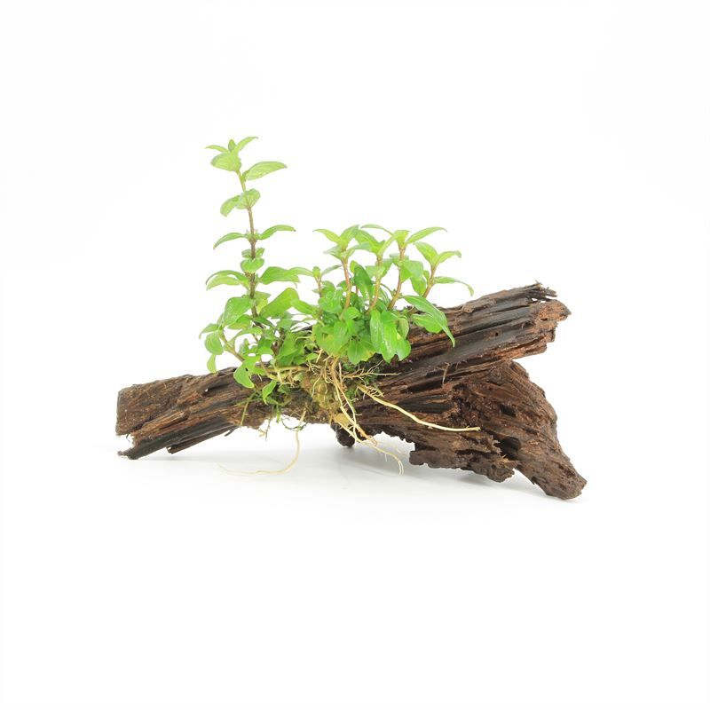 Driftwood (small) met staurogine