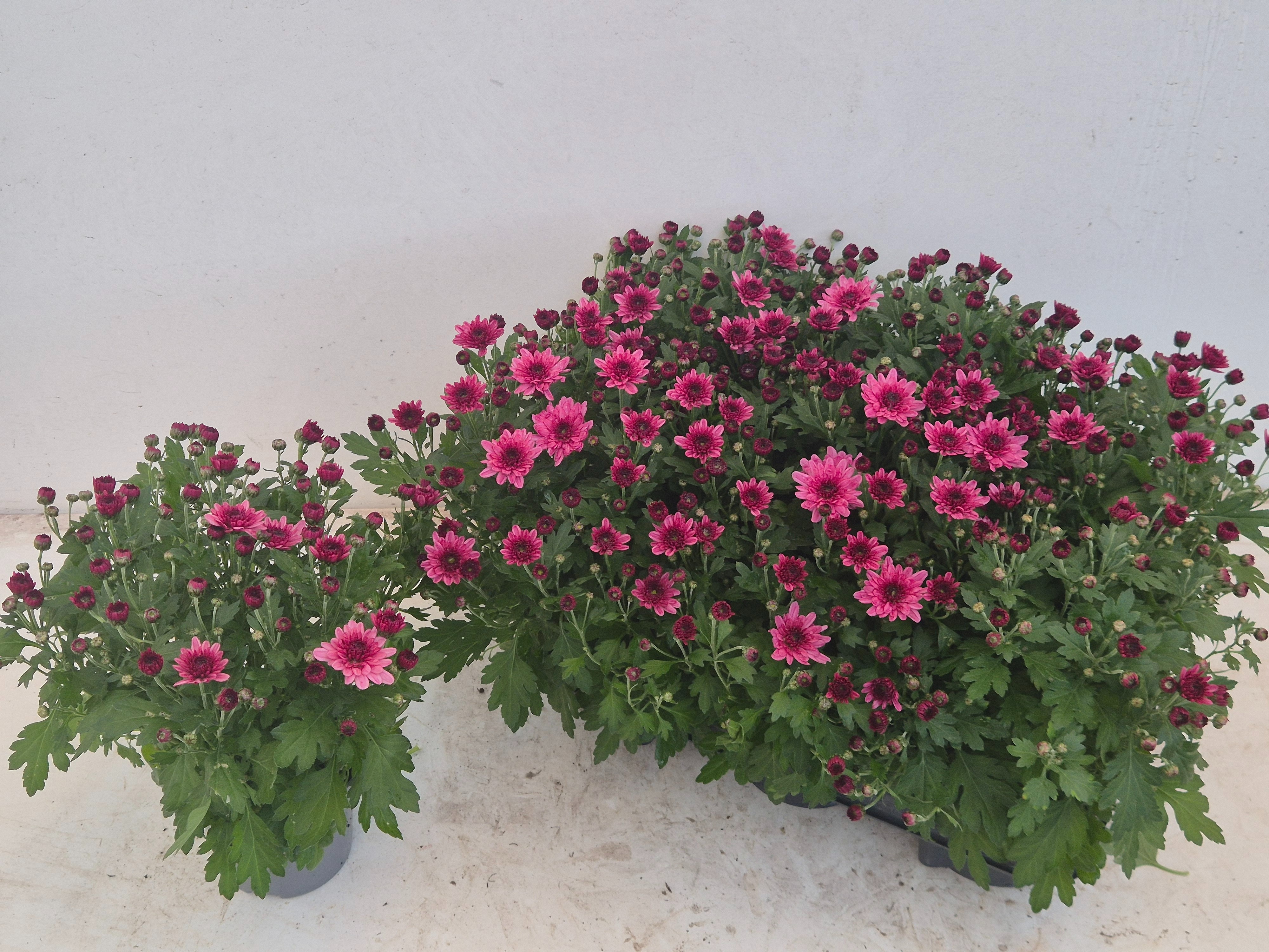 Chrys Garden Mums Gm 12Ø 25cm