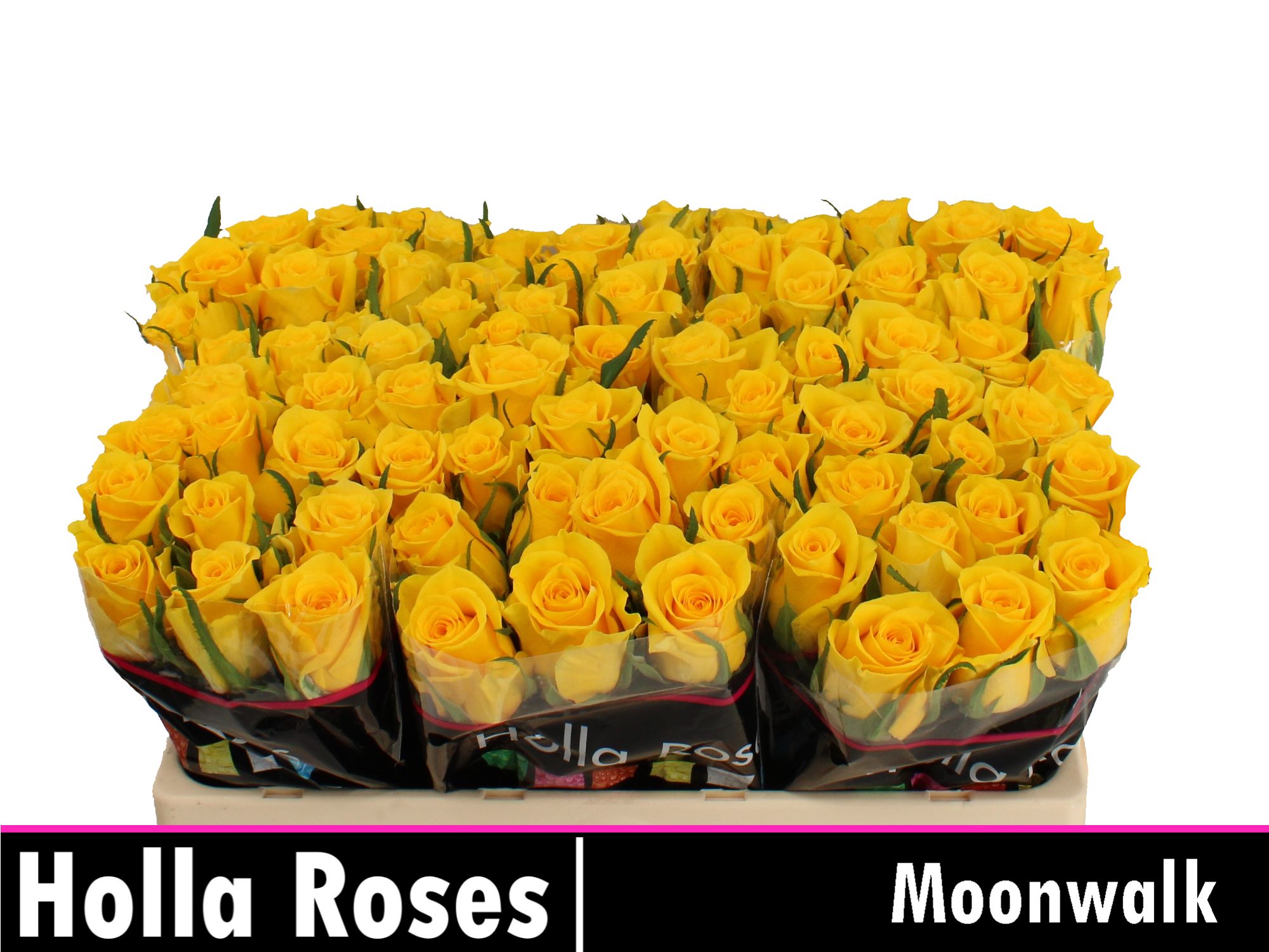 Rosa Moonwalk 50cm