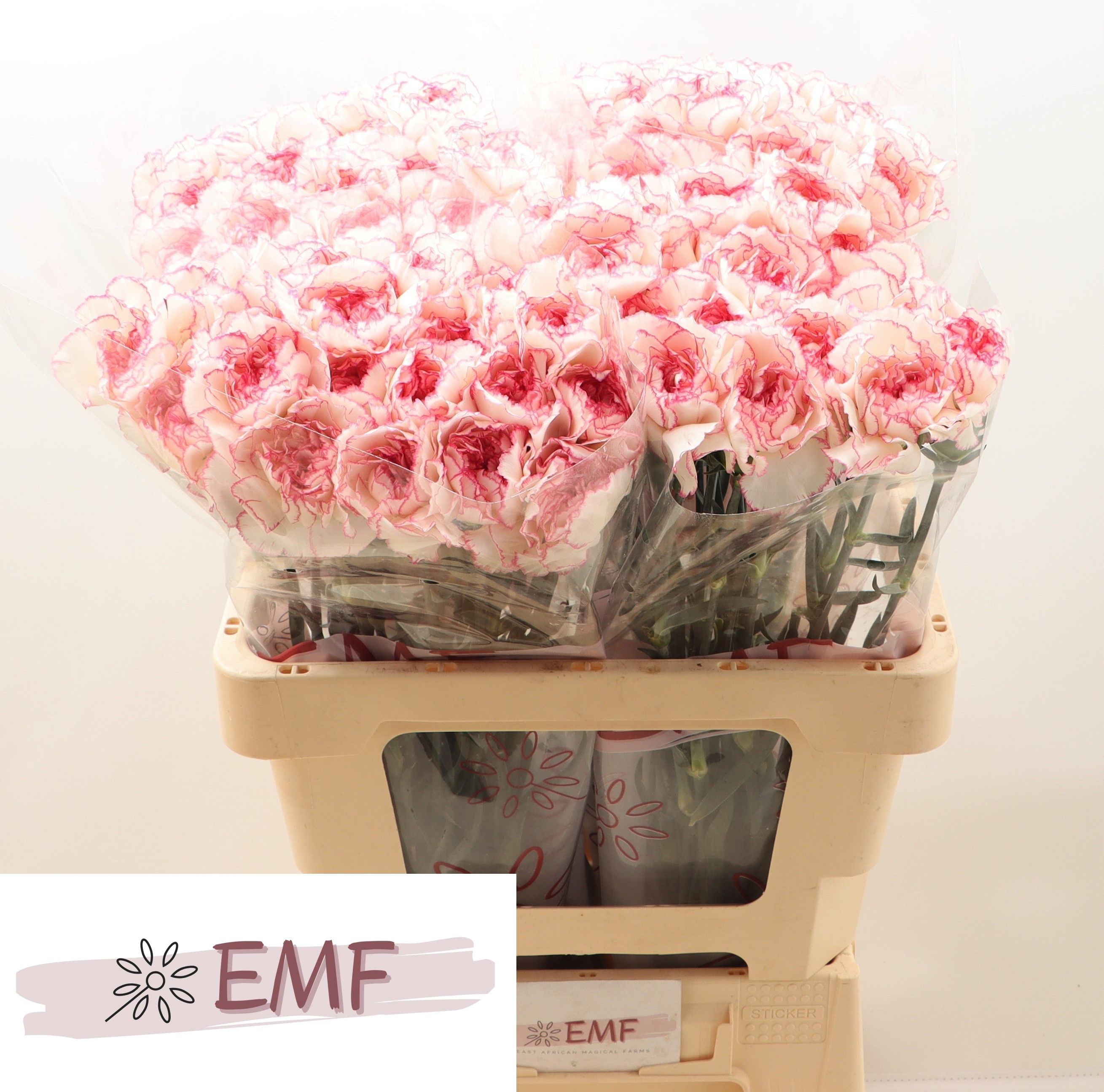 Dianthus Pastel Damascus 60cm