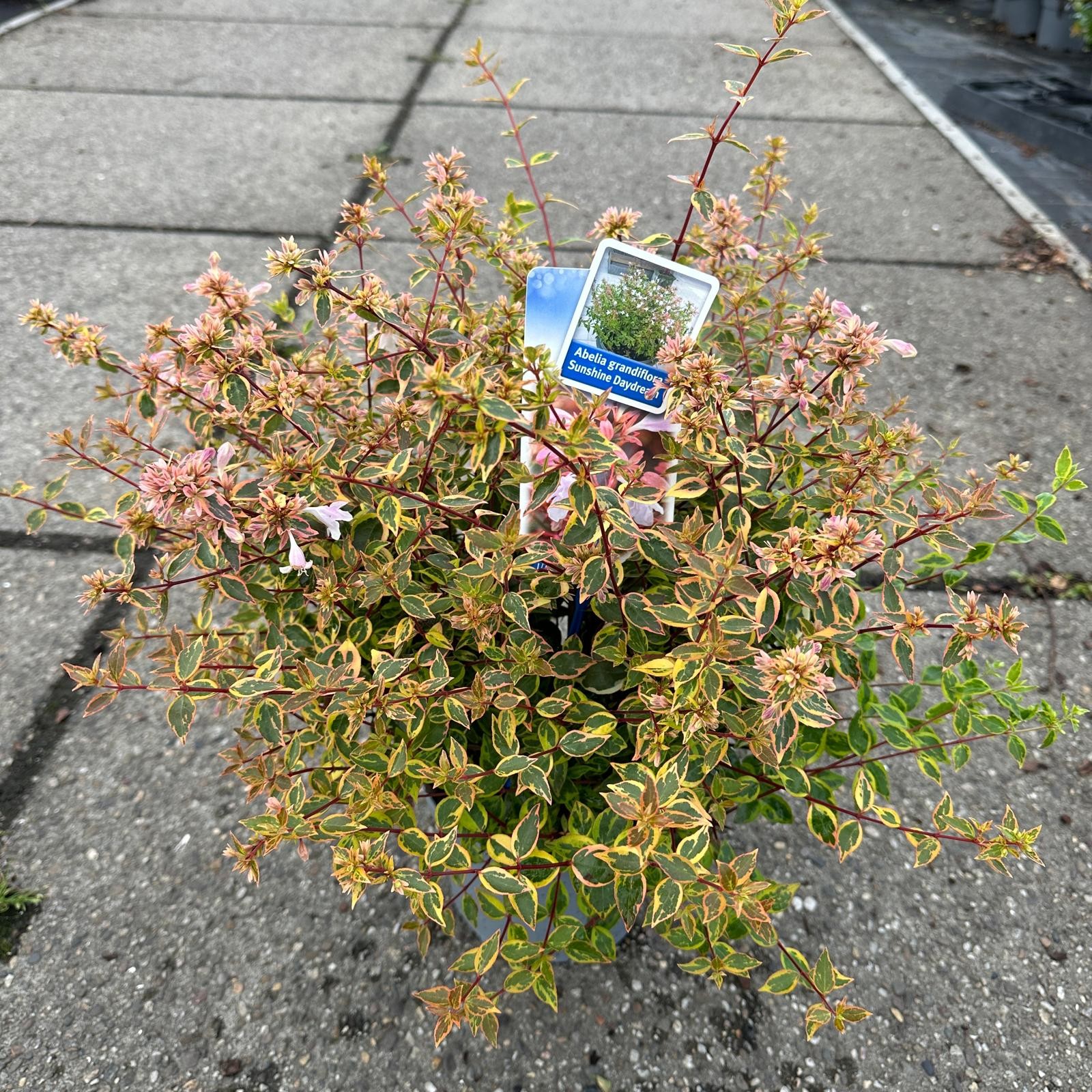 Picture of Abelia grandiflora Sunshine Daydream ('Abelops'PBR) P17 30CM