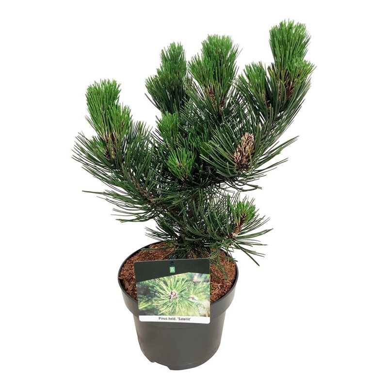 Picture of Pinus held. 'Satellit'