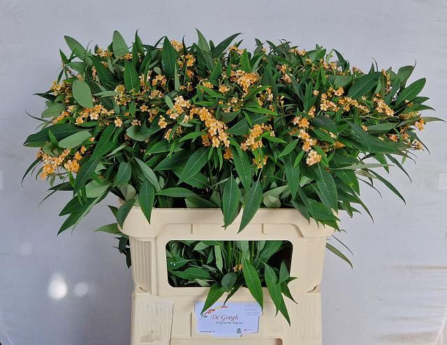 Euphorbia Spray Cognac Baron 80cm
