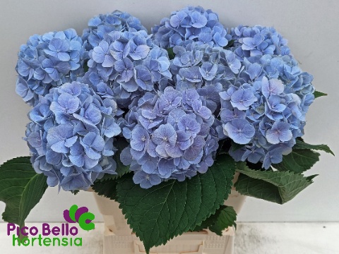 Hydrangea Verena Blue 60cm 17Ø