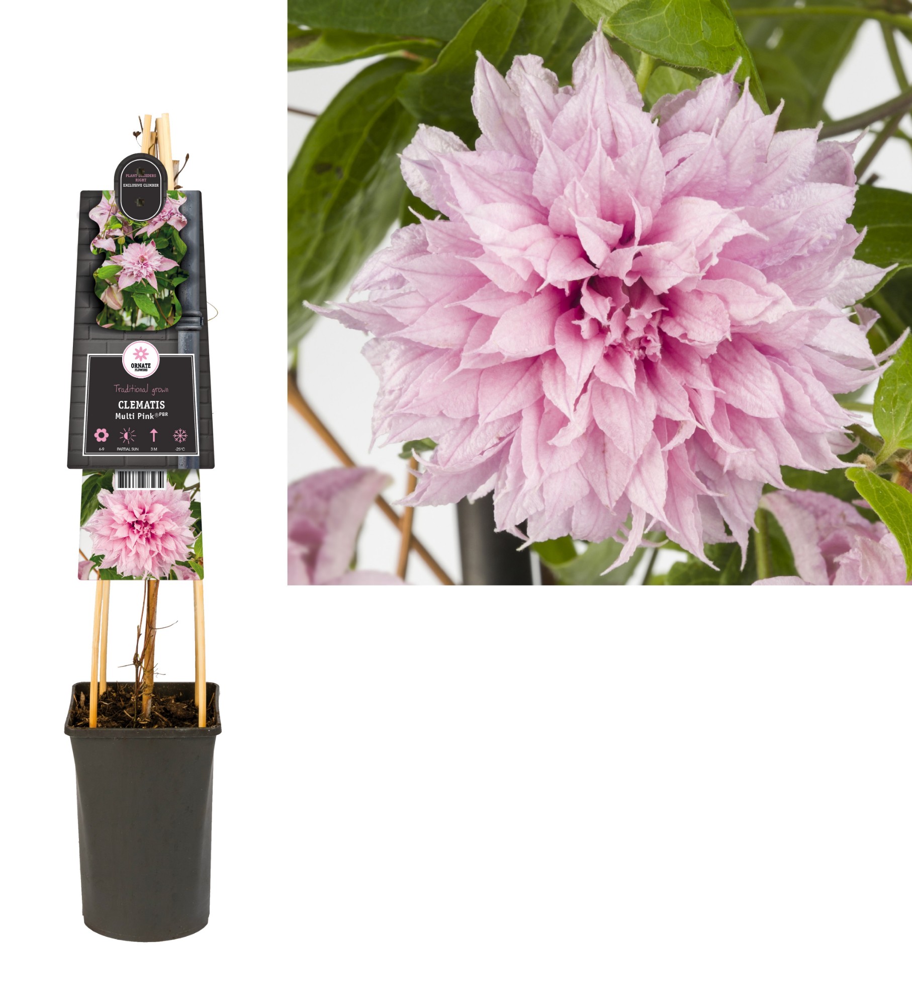 Picture of Clematis Multi Pink WK5 P17 (2 Ltr)