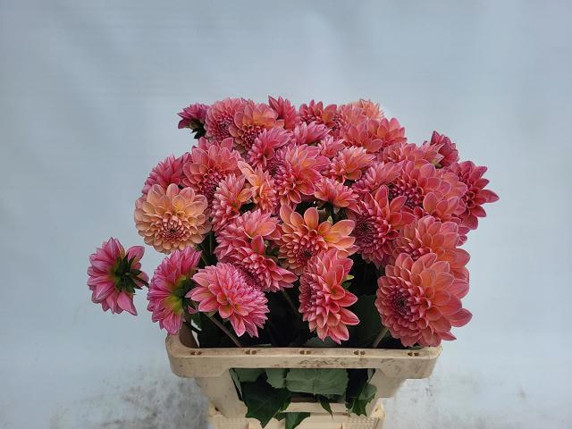 Dahlia Lindas Baby 60cm