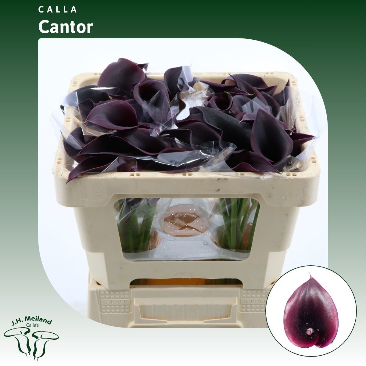 Calla Cantor 45cm