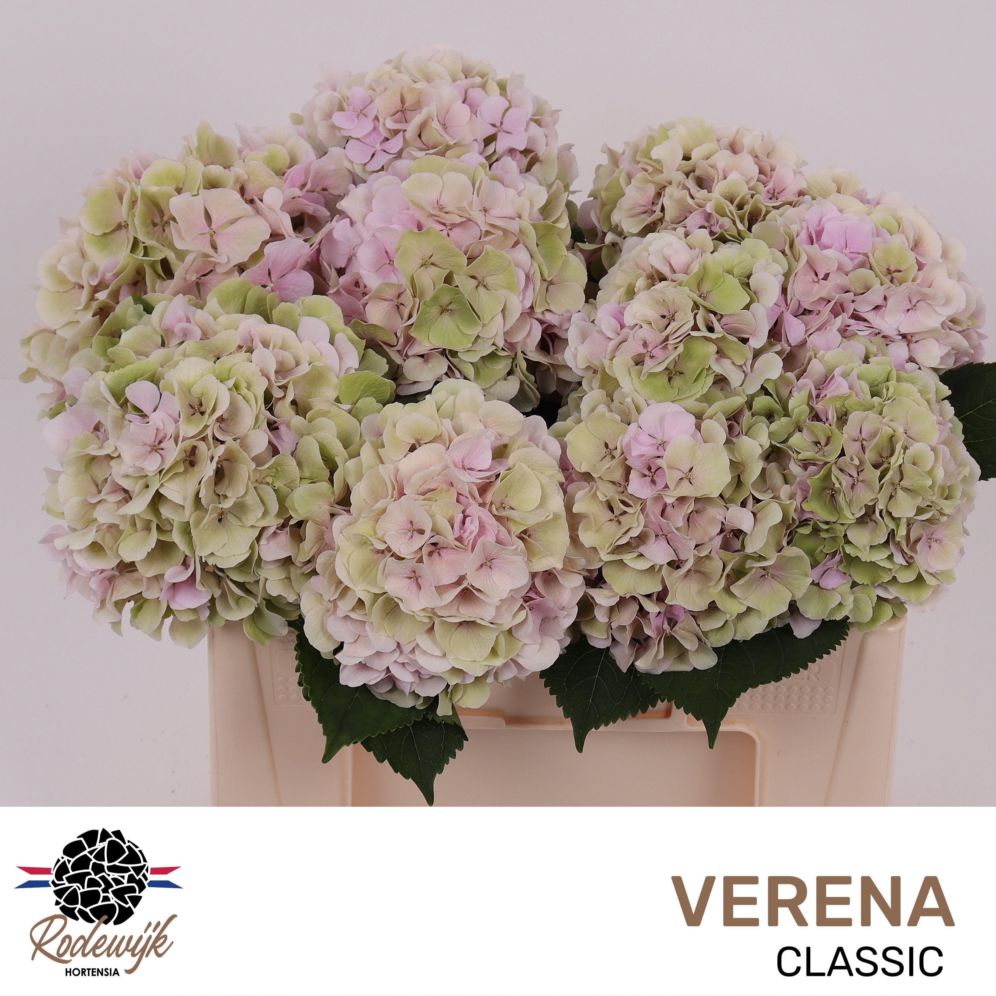 Hydrangea Verena Classic Pink 40cm 14Ø