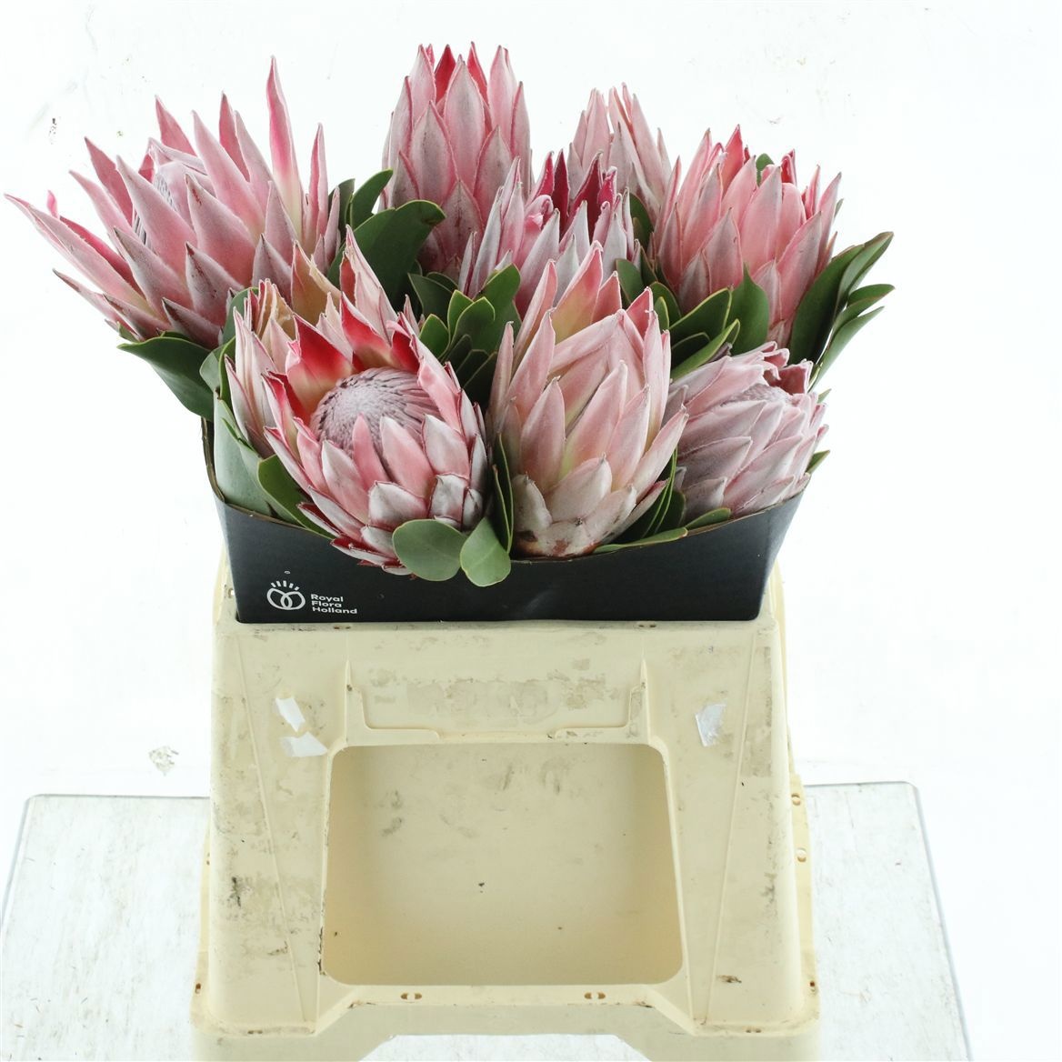 Protea Cynaroides 40cm