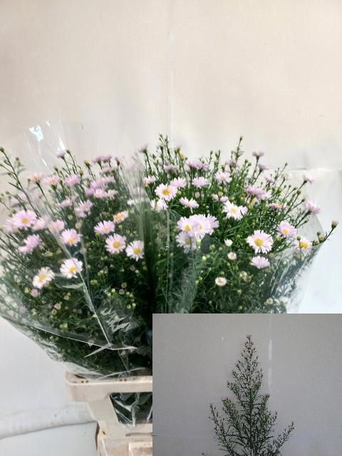 Aster Claudia 70cm 20gram