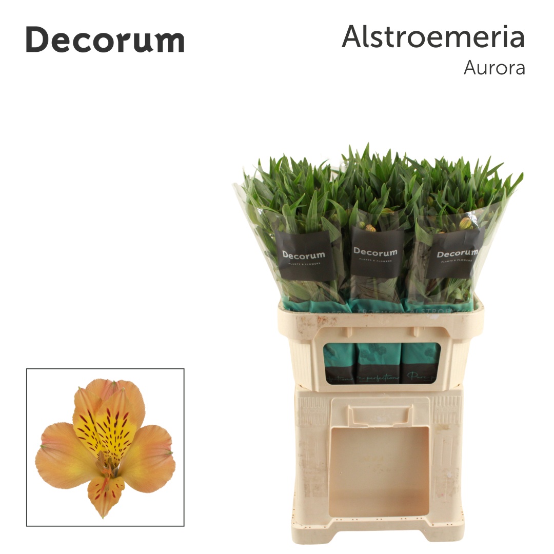 Alstr Aurora