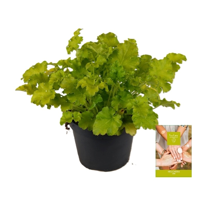 Heuchera Indian Summer Lime ('Lime Marmalade')