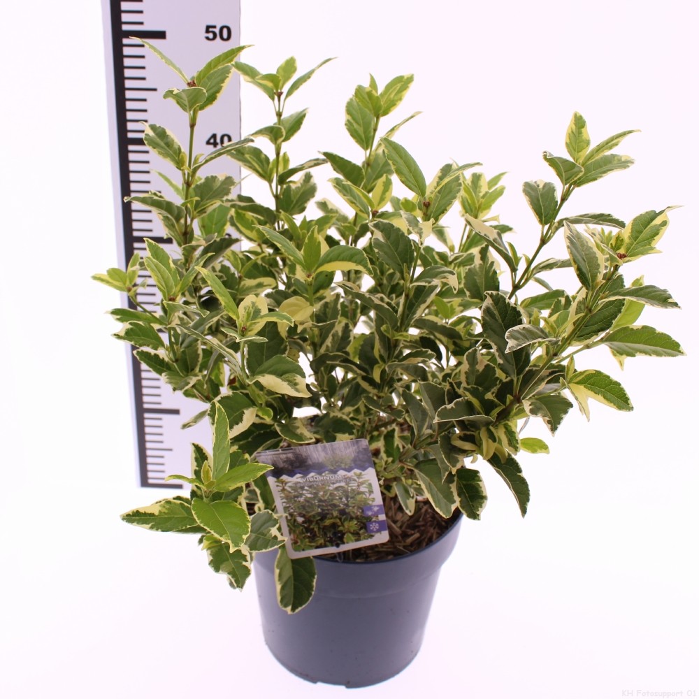 Picture of Viburnum tinus White Egret P21 (4 Ltr) (LOOSE)