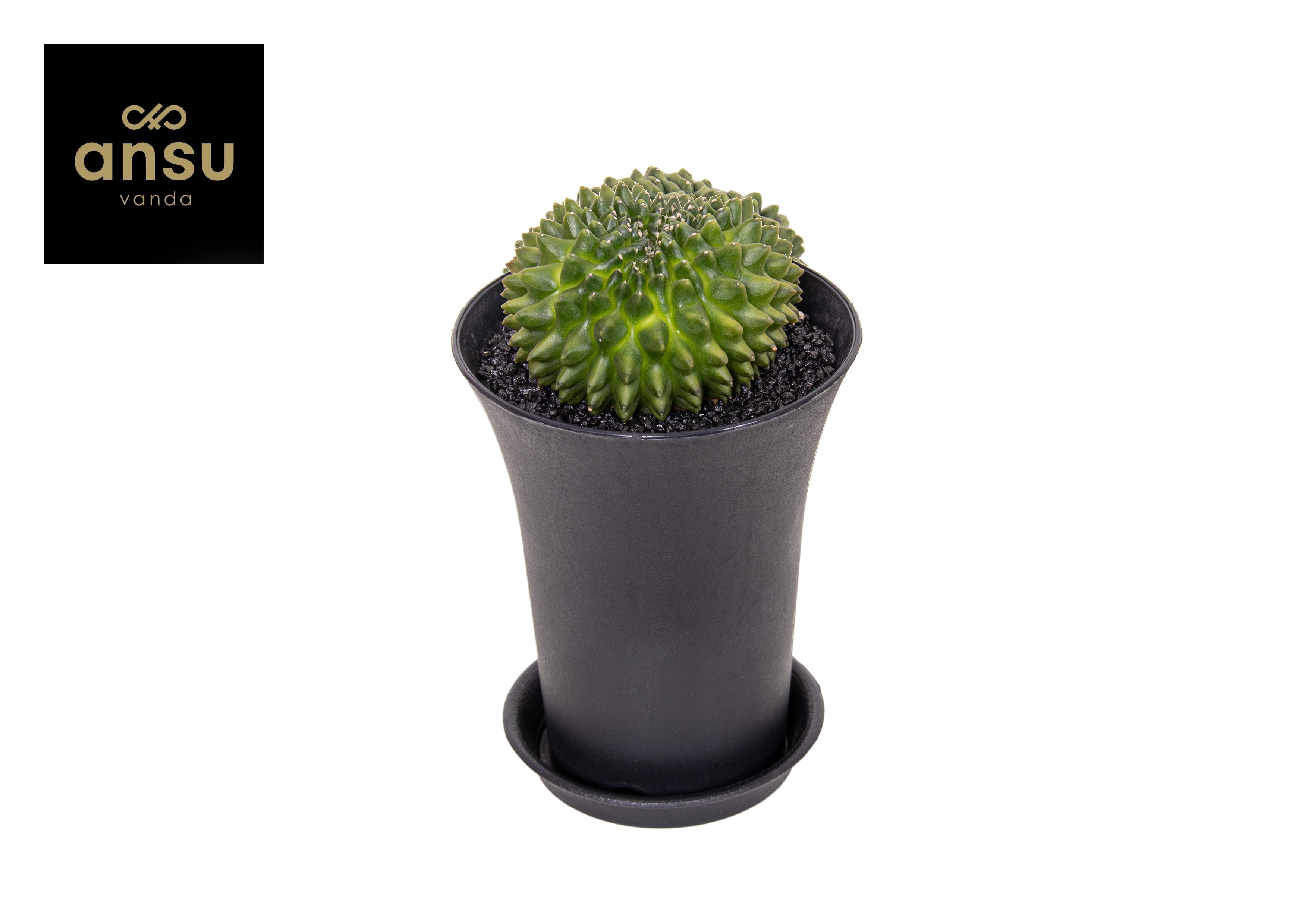 Picture of Gymno Cactus Spineless XXL P12 19CM