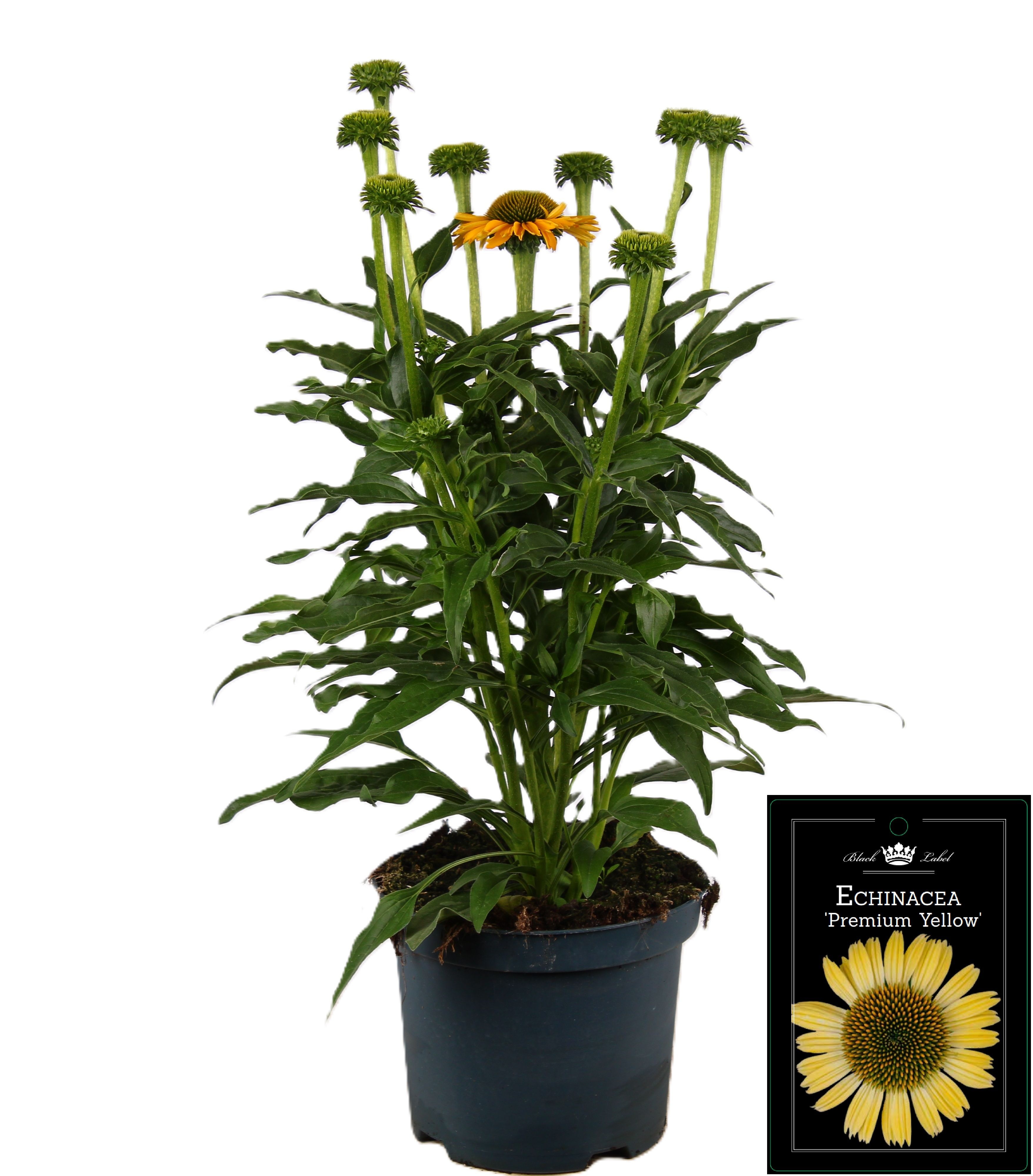 Picture of Echinacea Premium Yellow