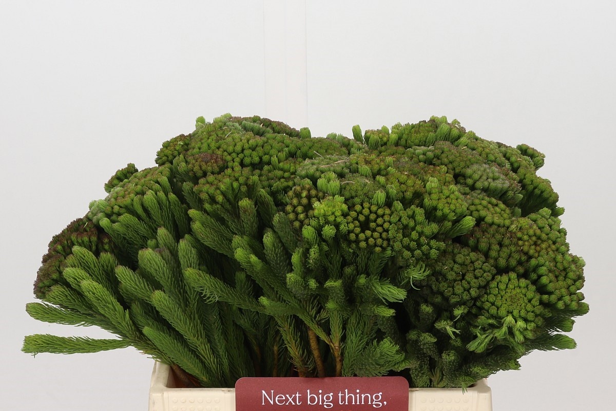 Brunia Albiflora Bunch 40cm