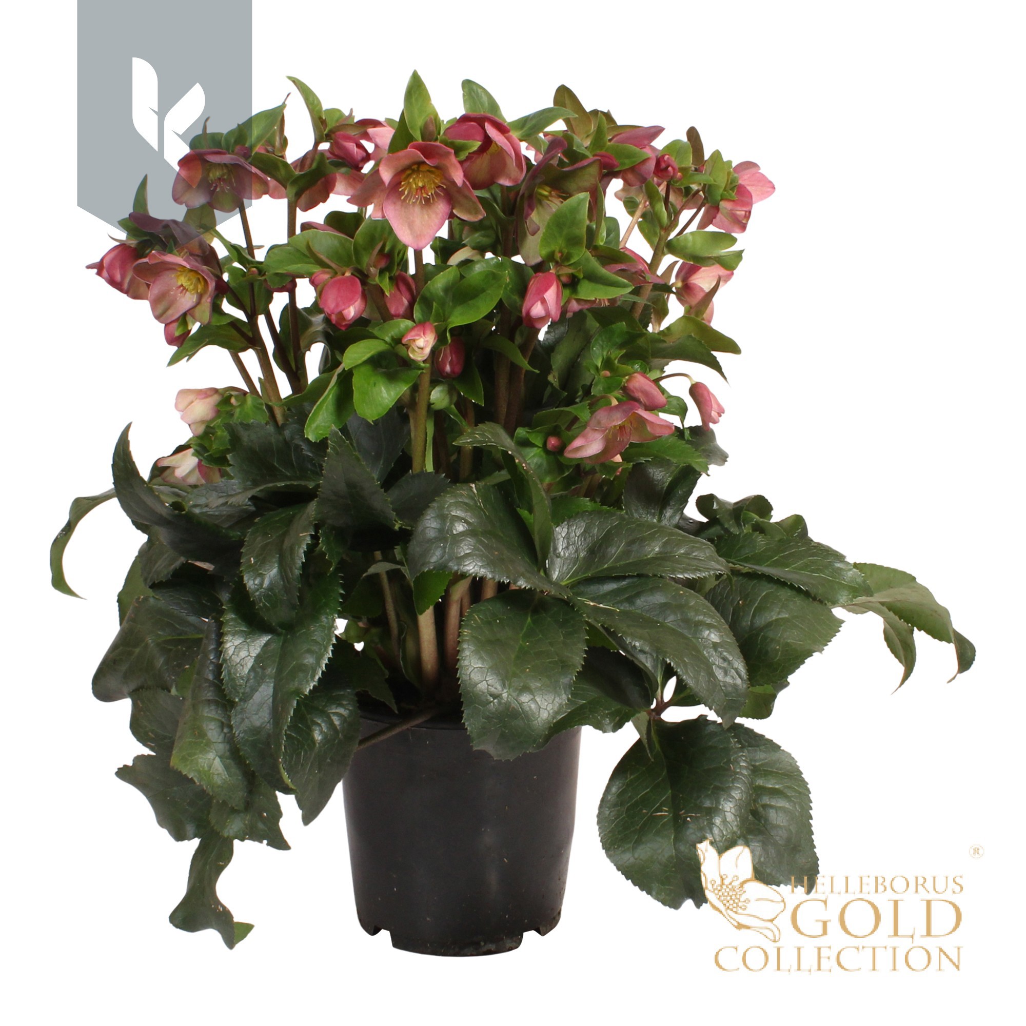 Helleborus HGC Helleborus Ice N Roses Rose