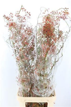 Rosa (ROZEBOTTEL) 120cm