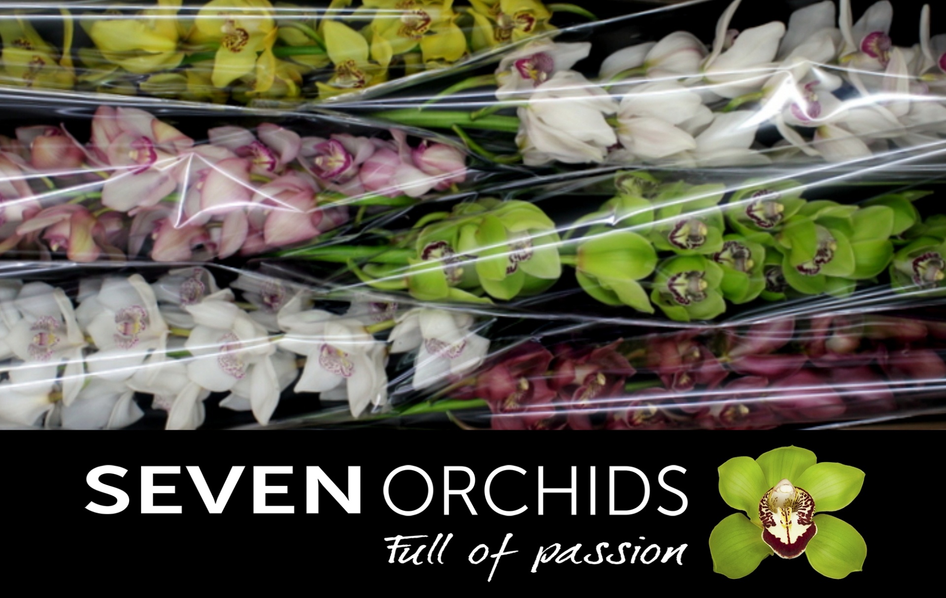 Cymbidium Asst 13bl