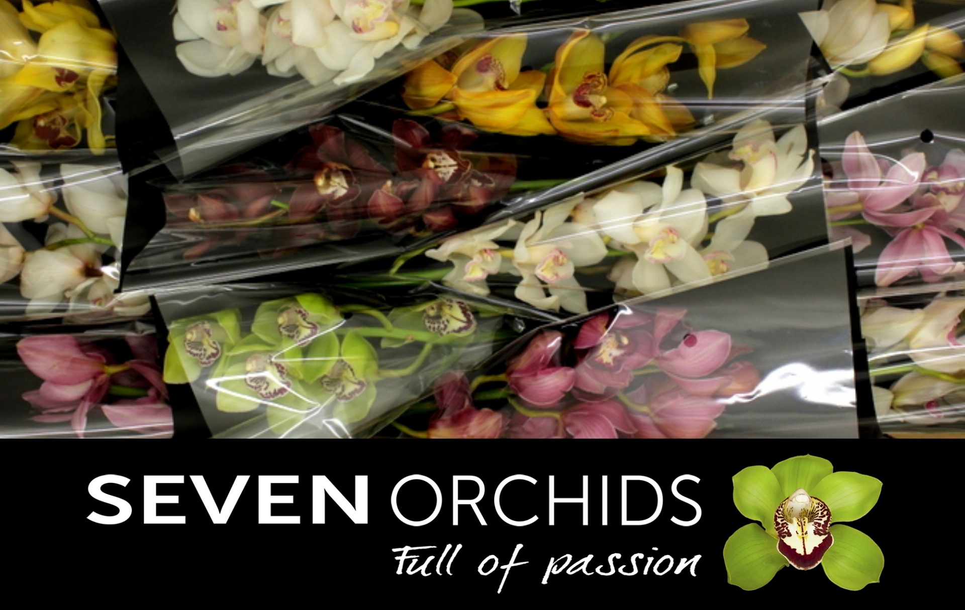 Cymbidium Asst 6bl