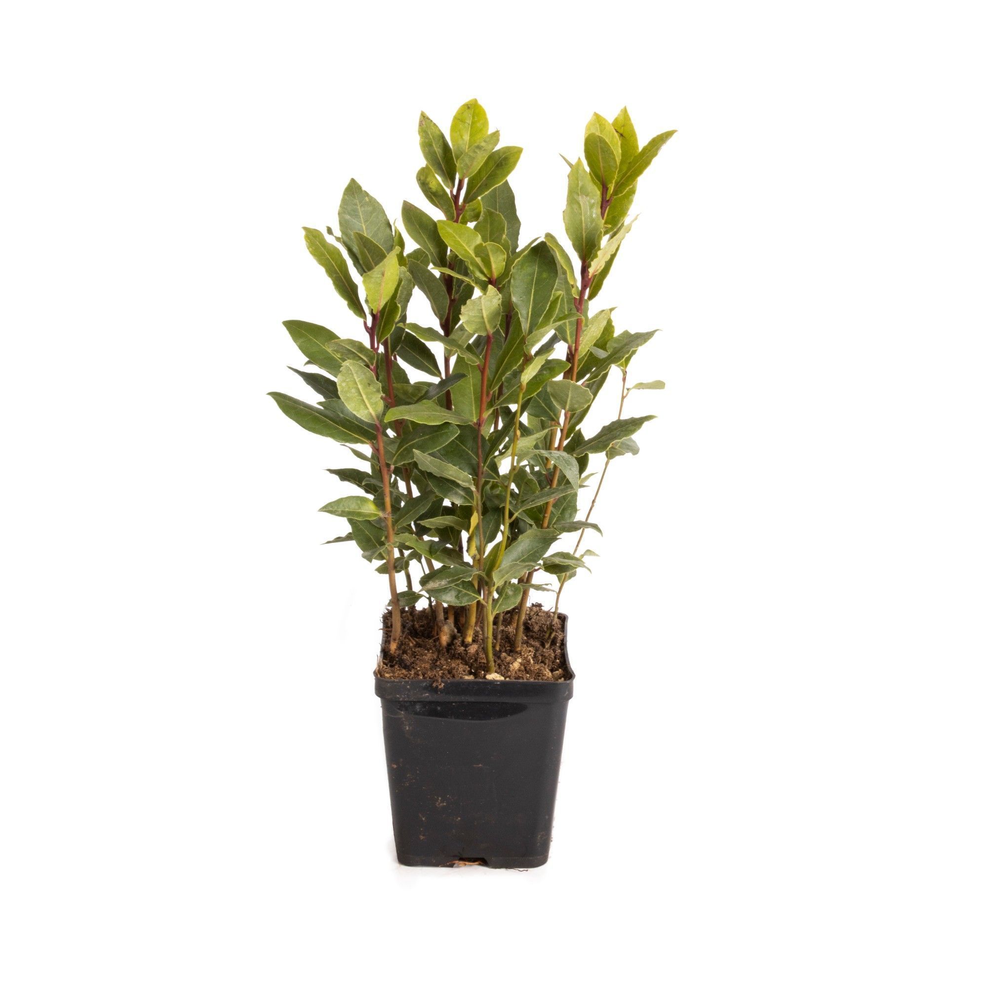 Picture of Laurus nobilis Global P9