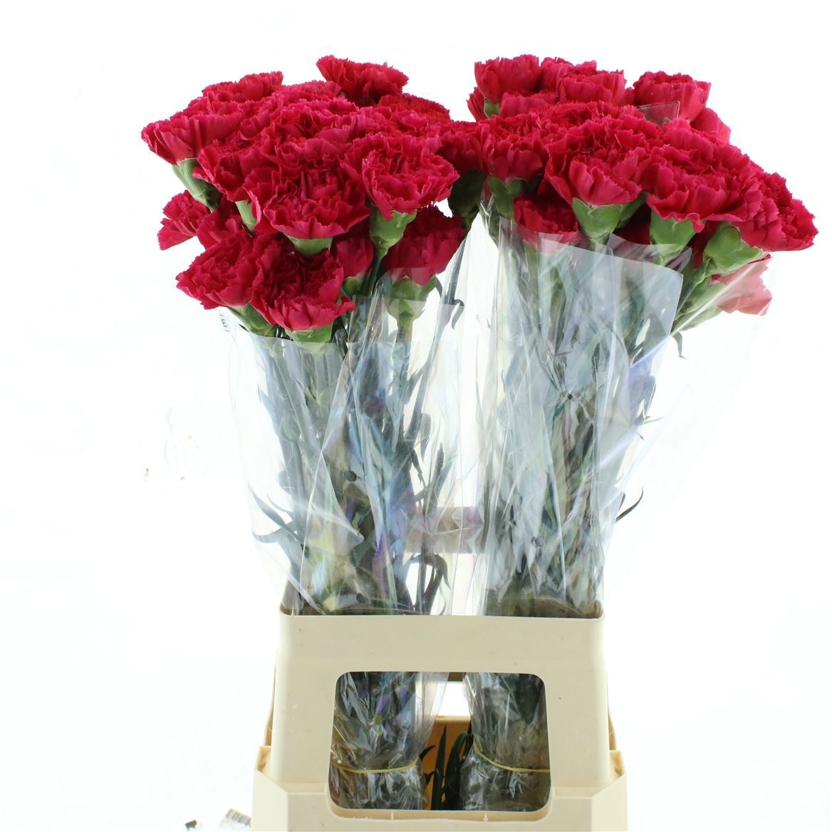 Dianthus St Bizet 70cm