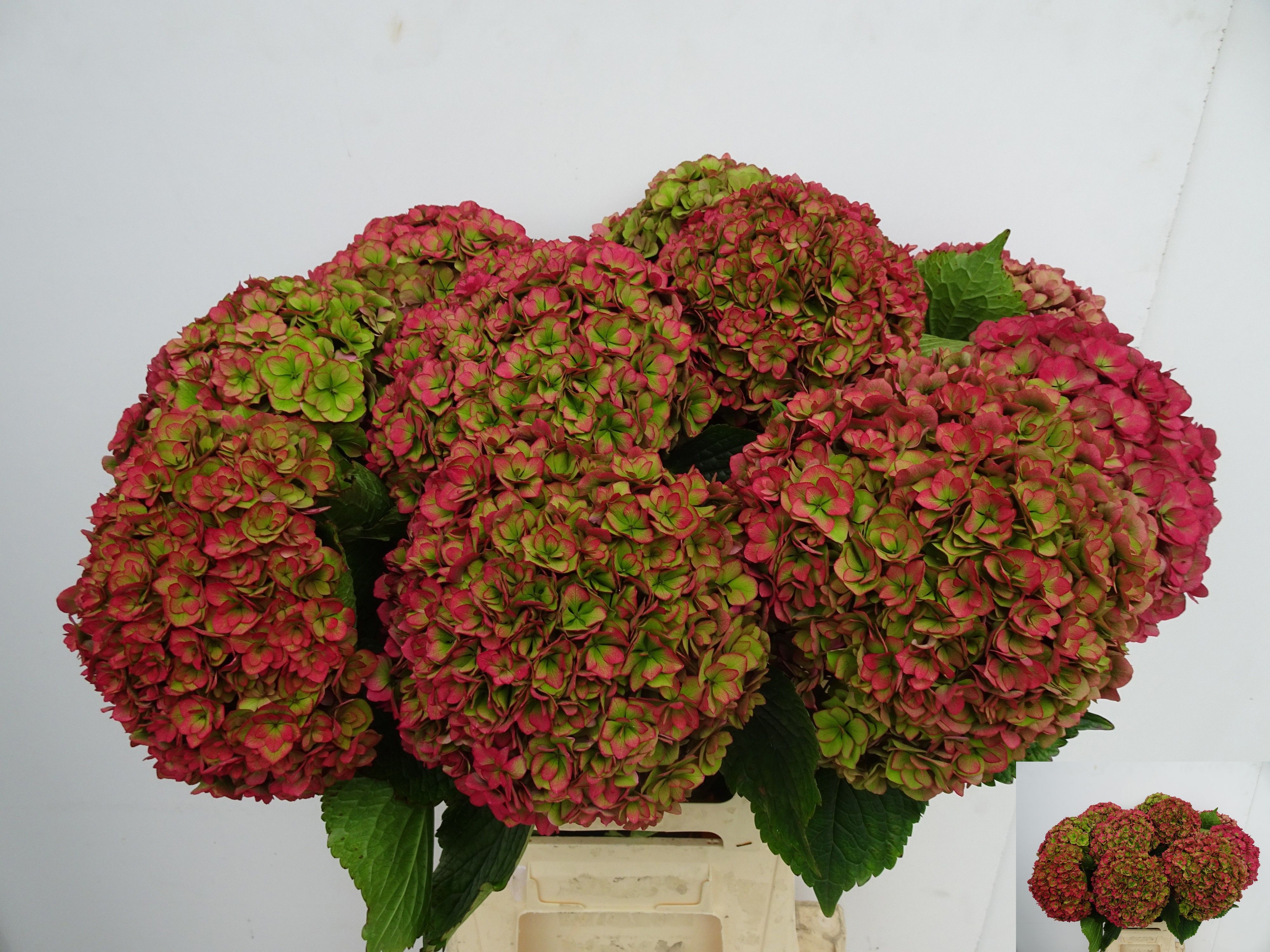 Hydrangea Royal Anastasia Classic 60cm 18Ø