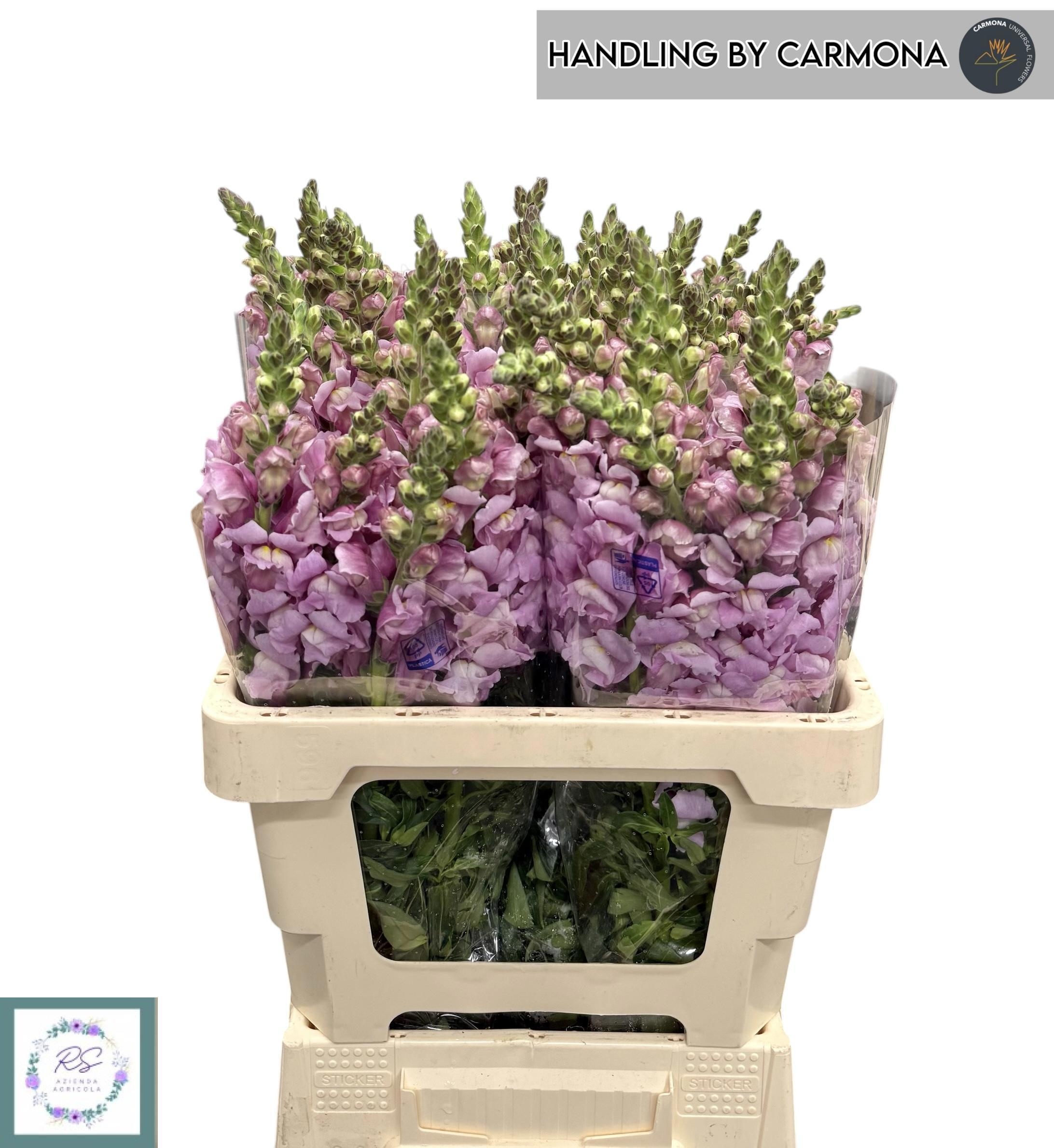 Antir Op Lavender 60L.cm 24bloei