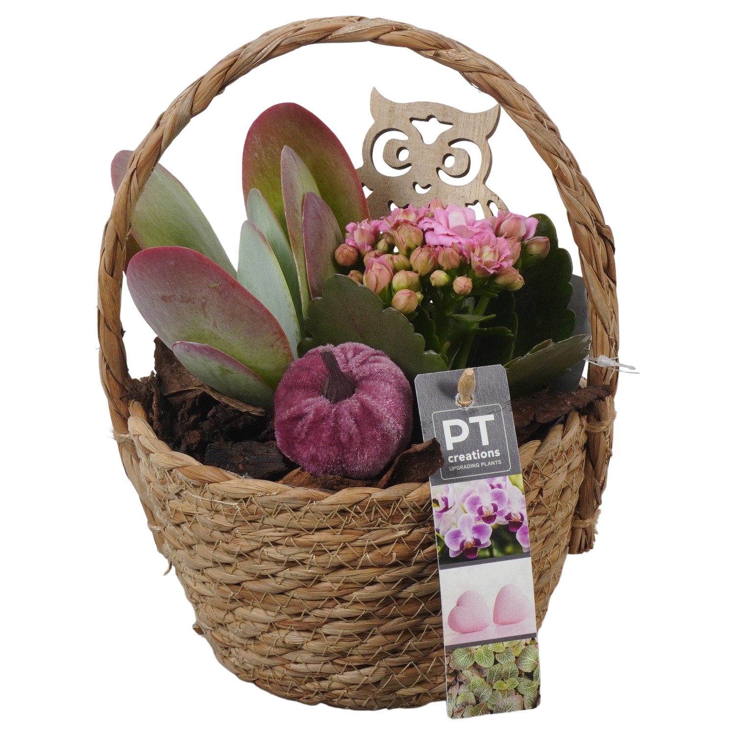 Picture of PTAO5814 Arrangement Autumn Indoor in willow basket P15 22CM