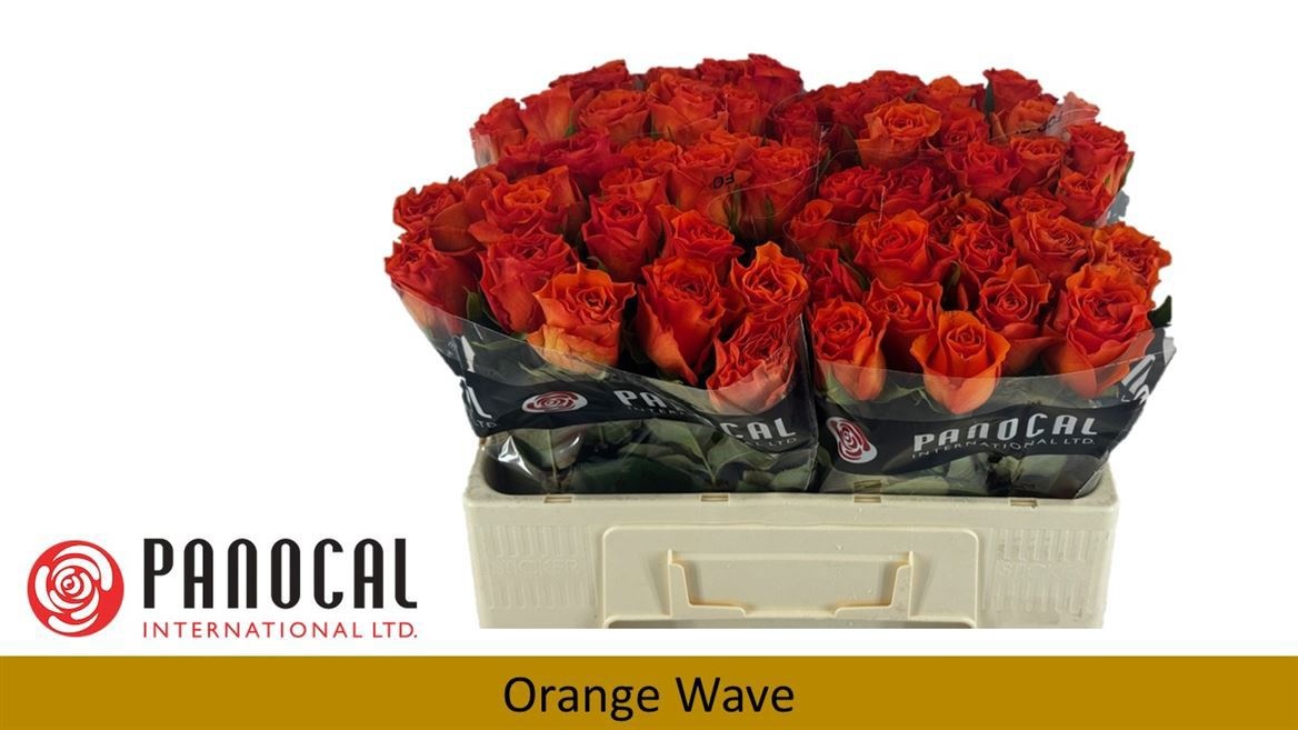 R Gr Orange Wave