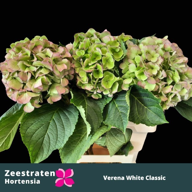 Hydrangea Verena Classic Red Green 50cm 17Ø