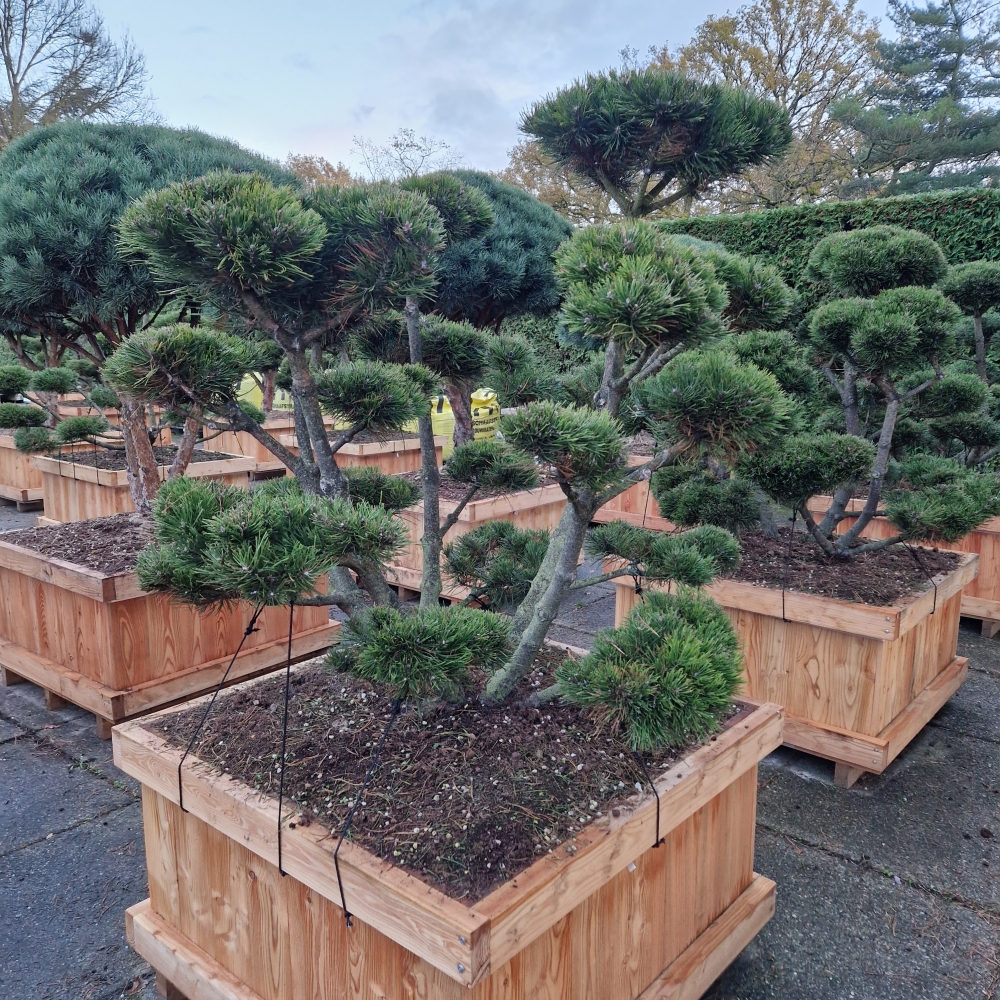 Picture of Pinus mugo Gnom 100-X-100 BONSAI-140/150 (LOOSE)