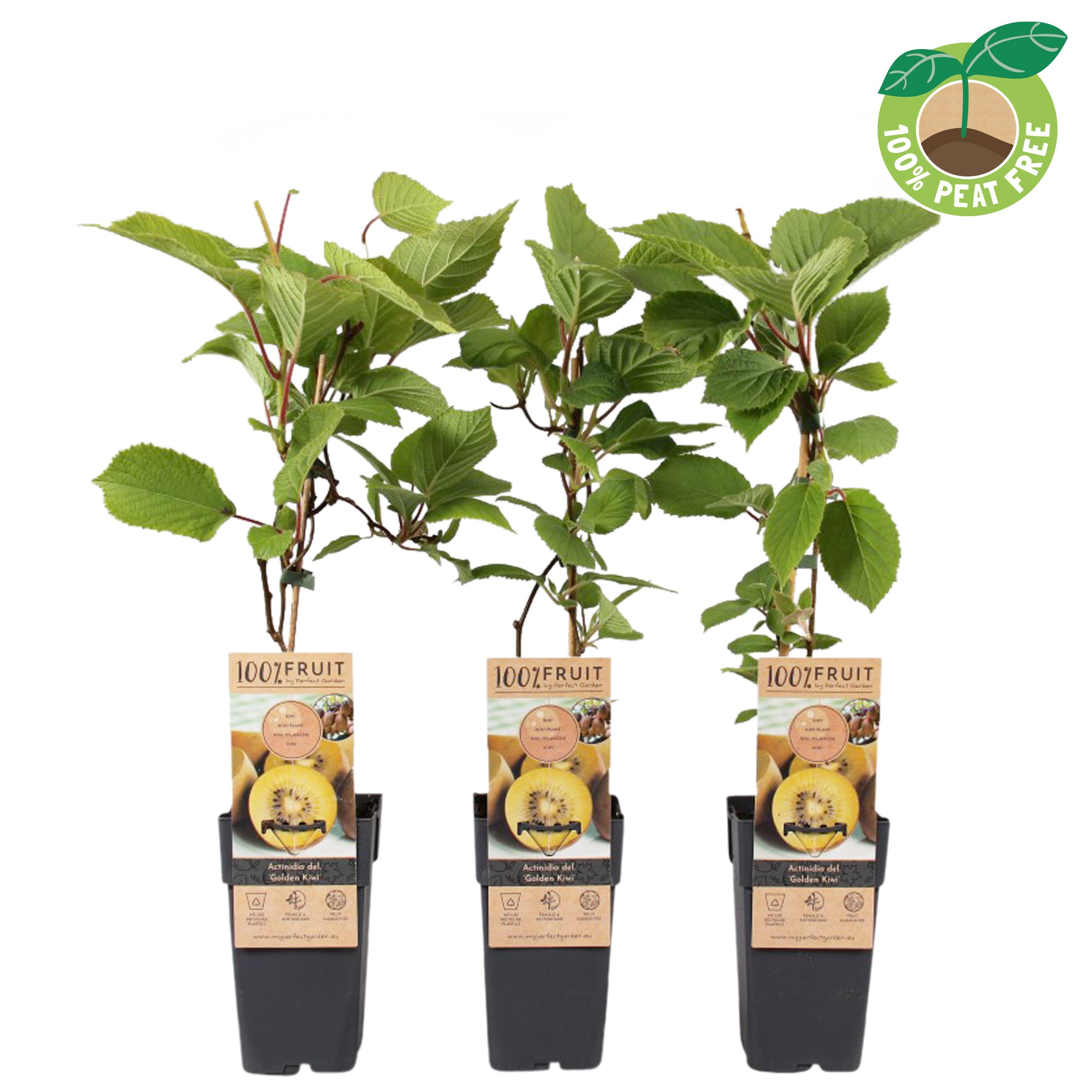 Picture of Actinidia deliciosa Golden Kiwi P15 (2 Ltr/high)