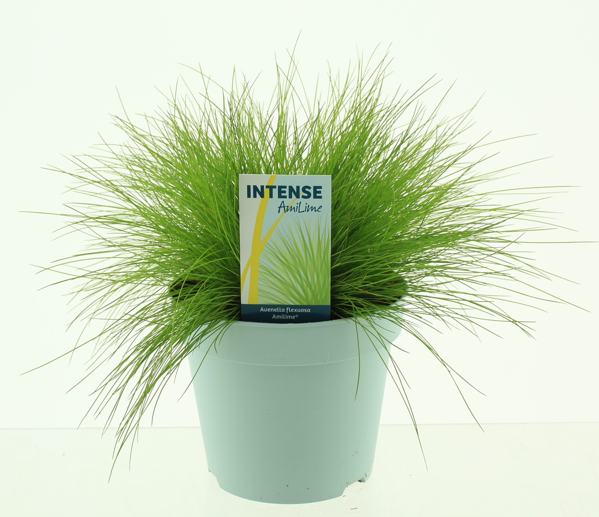 Picture of Deschampsia flexuosa AmiLime®