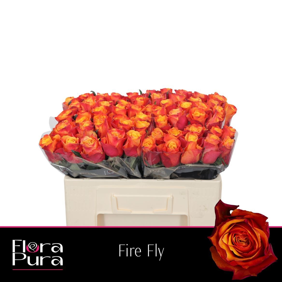 R Gr Fire Fly