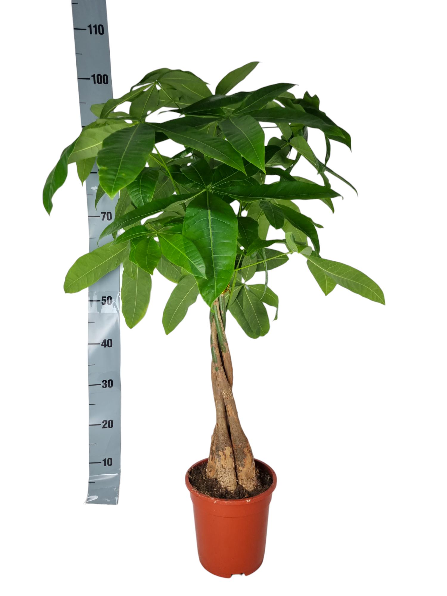 Picture of Pachira aquatica braided stem P19 70CM