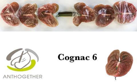 Anth A Cognac