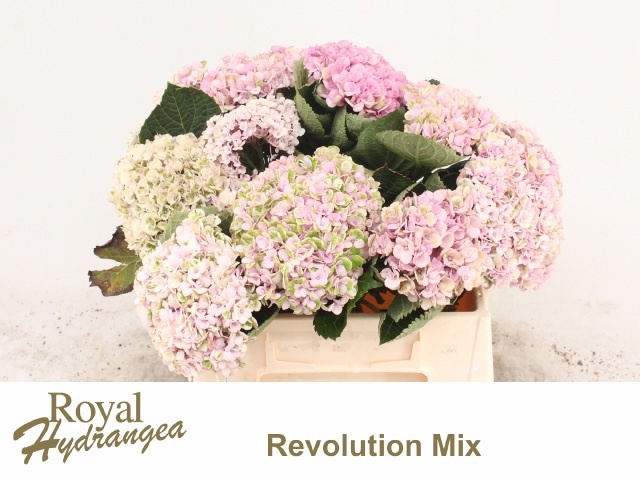 Hydrangea Revolution Pink 40cm 12Ø