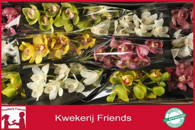 Cymbidium Asst 6bl