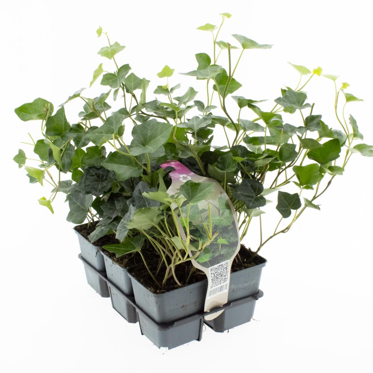 Picture of Hedera hibernica 6 PACK SET 15CM (LOOSE)