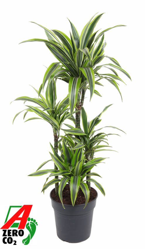 Picture of Dracaena Lemon Lime 60-carrousel P24 110cm