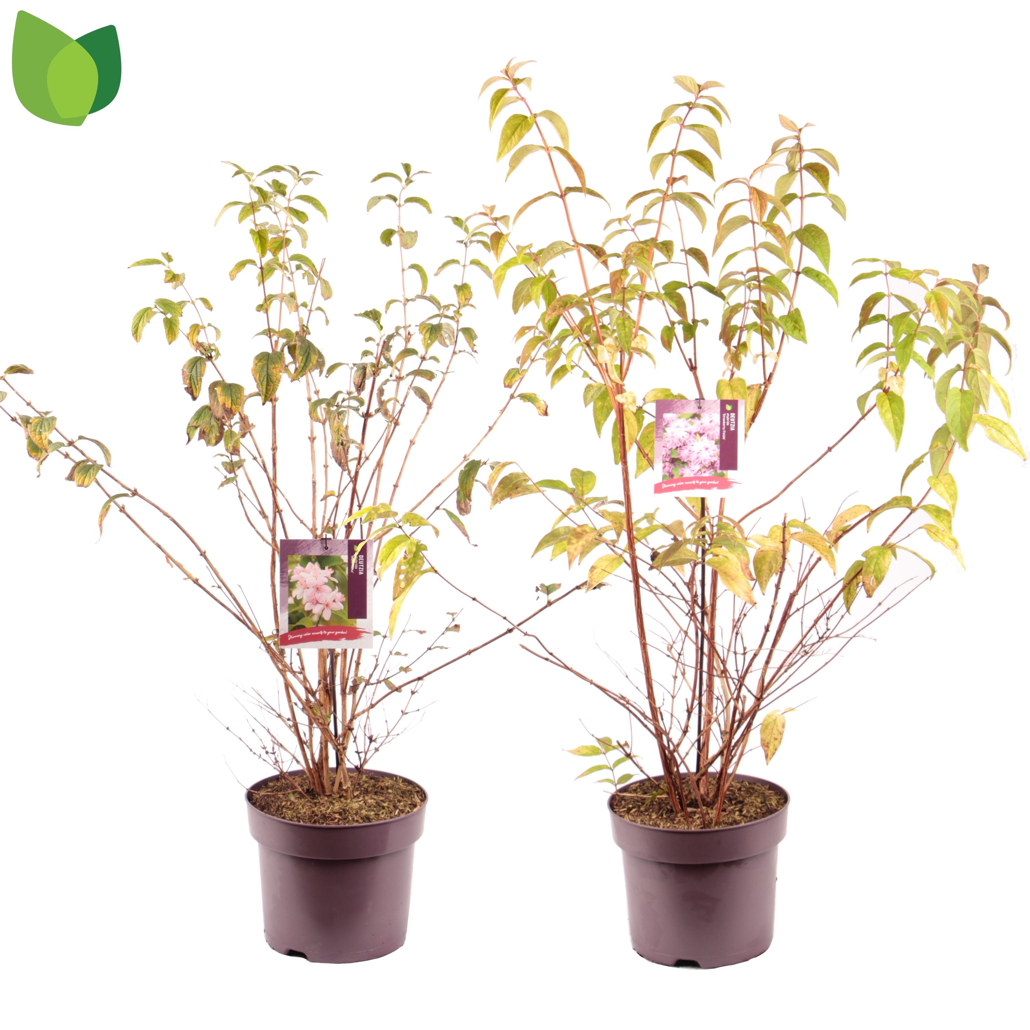 Deutzia / MIX