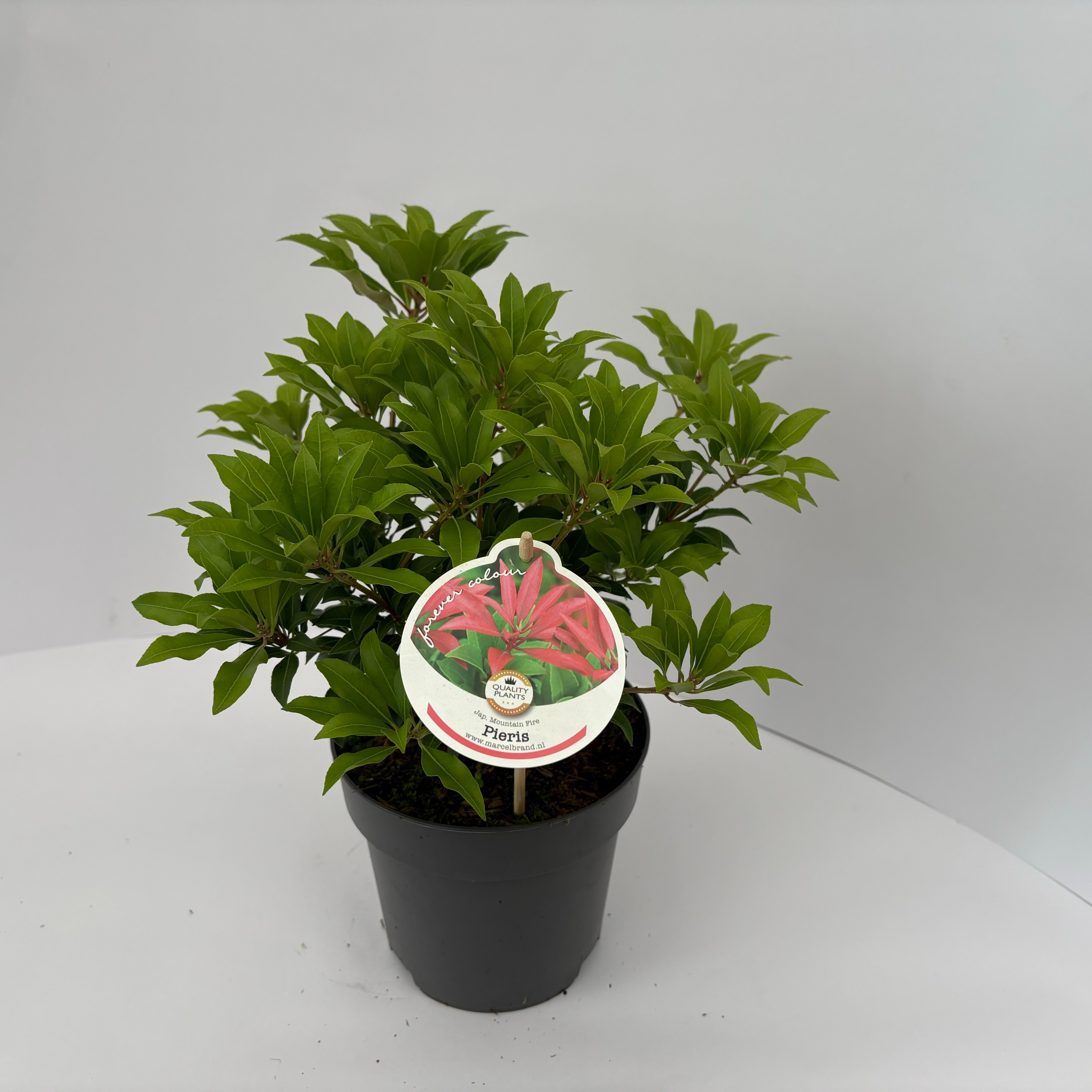 Picture of Pieris jap. Mountain Fire P17 (2 Ltr)