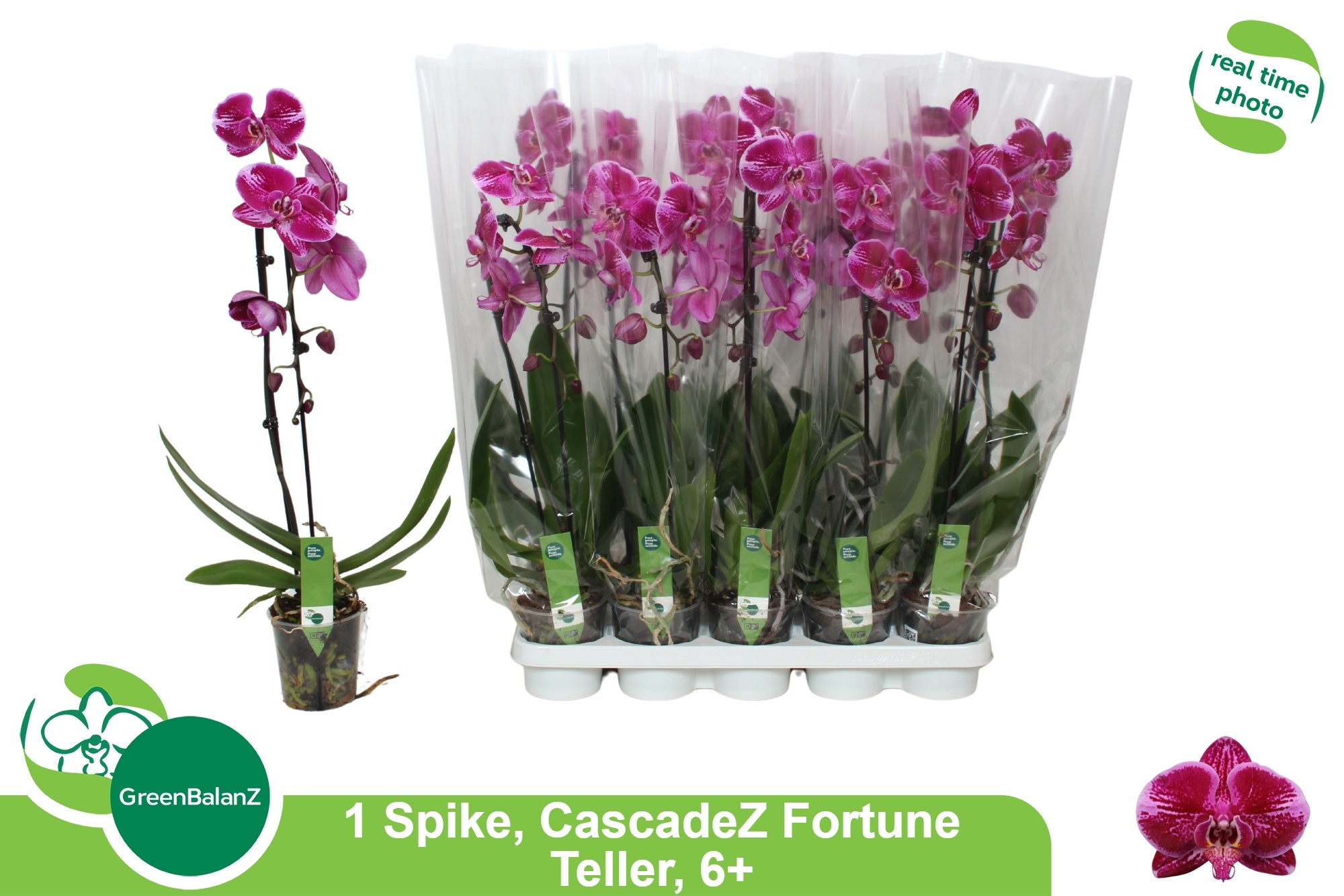 Phal El Cascade 12P 65H 1TAK 6bloem 23bloei